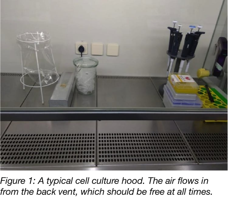 10 Basic tips for mammalian cell culture